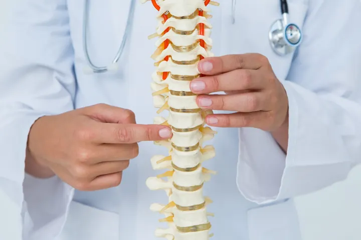 A doctor pointing to a model of the spine